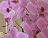 Carol Morrow's orchids